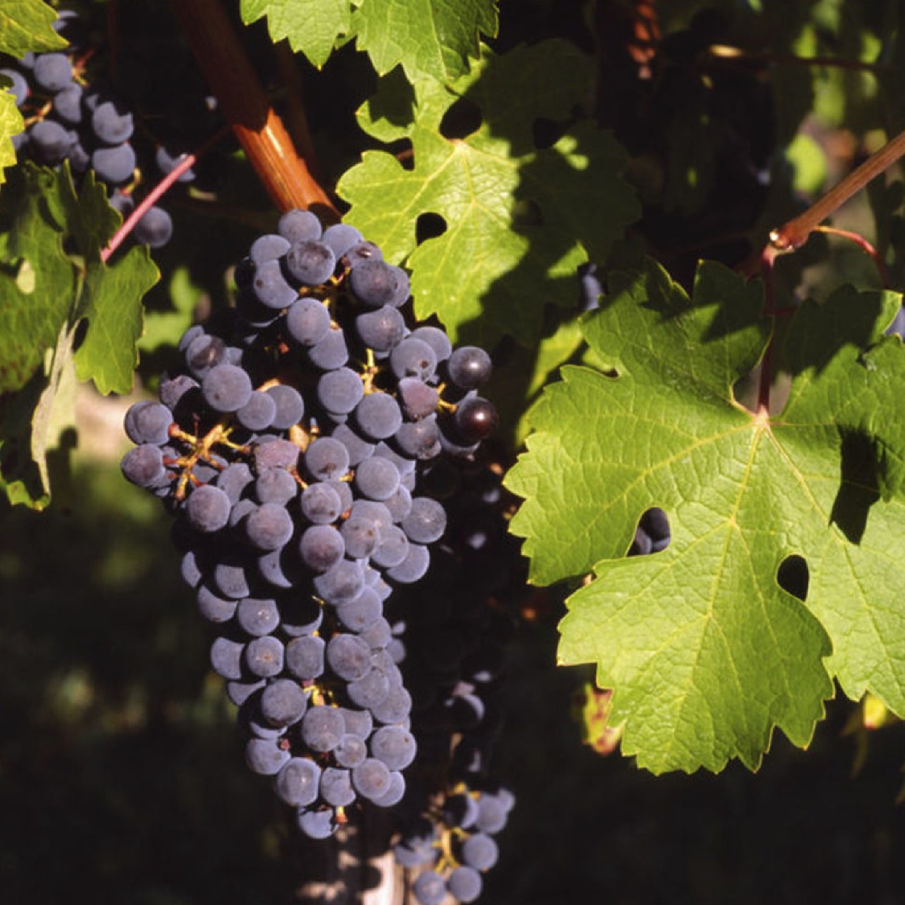 Los mejores tipos de uva argentina para hacer vino